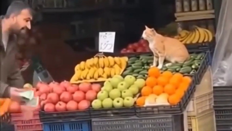 This Cat REFUSES to Leave the Fruit Shop - Her Reaction When They Try to Make Her Go Will Shock You!