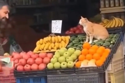 This Cat REFUSES to Leave the Fruit Shop - Her Reaction When They Try to Make Her Go Will Shock You!