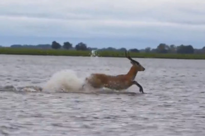 Never Seen Before: Gazelle's Incredible Lake Crossing Will Leave You Speechless!