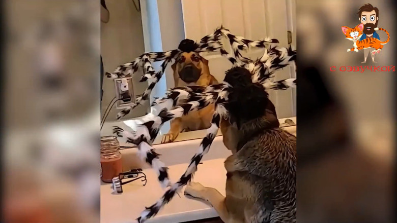 "Wait For It... 😂 My Pets Did WHAT?!"