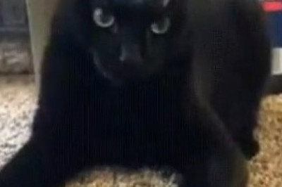 This Cat Toy Made My Cat Go INSANE! 😱 (You Won't Believe What Happened)