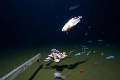 10 KM DOWN: The Monsters Living in Japan's Abyssal Trenches Will Haunt Your Dreams