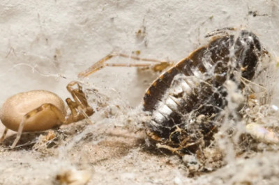 Colombia’sUrban Predator: Meet Pikelinia floydmuraria, the Tiny Spider Reigning the City Walls