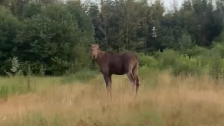 Moose vs. Highway: The Unexpected Woodlands Showdown!