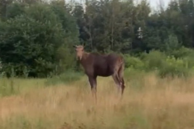Moose vs. Highway: The Unexpected Woodlands Showdown!