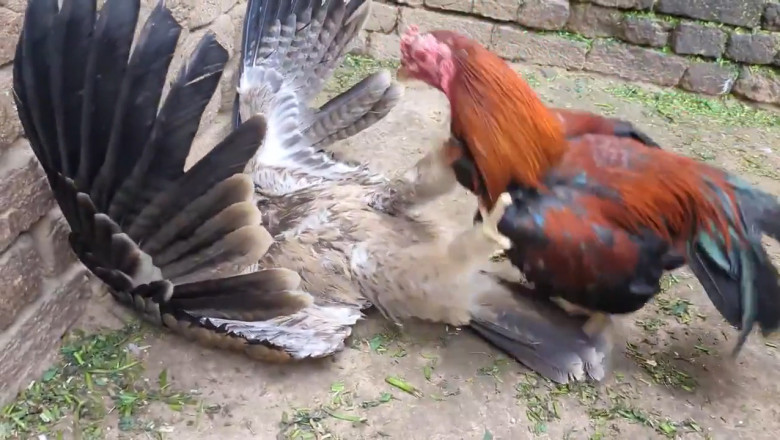 🚨 ROOSTER VS HAWK: The Fight No One Saw Coming! 🦅🐓 (Wait for it...)