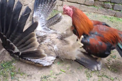 🚨 ROOSTER VS HAWK: The Fight No One Saw Coming! 🦅🐓 (Wait for it...)