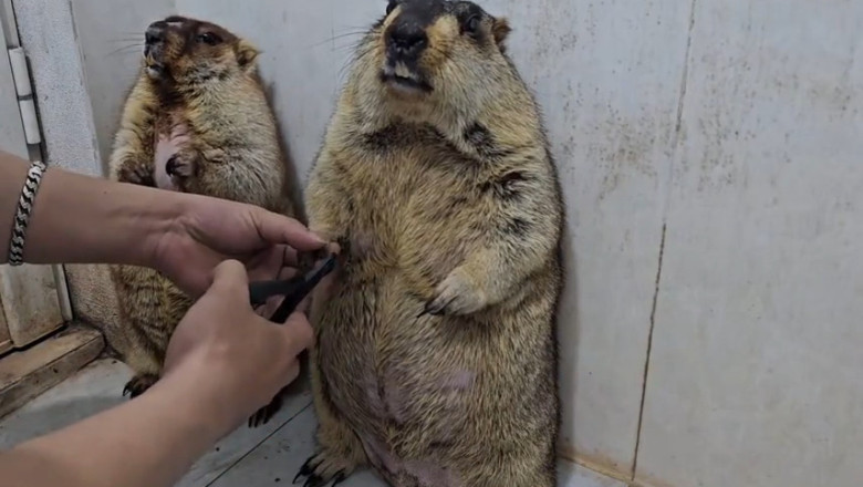 🤫 SO Satisfying! Two Marmots Get Their Claws Trimmed (Wait for the squeak!) 🐾✨ #ASMR