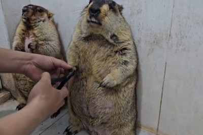 🤫 SO Satisfying! Two Marmots Get Their Claws Trimmed (Wait for the squeak!) 🐾✨ #ASMR