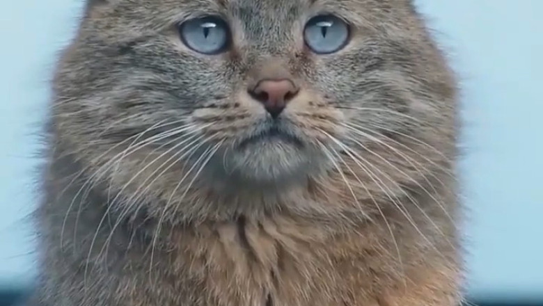 😭 Why Is This Norwegian Forest Cat So Sad? (The Internet's Favorite "Saddest Cat") 🐱💔