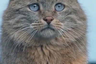 😭 Why Is This Norwegian Forest Cat So Sad? (The Internet's Favorite 