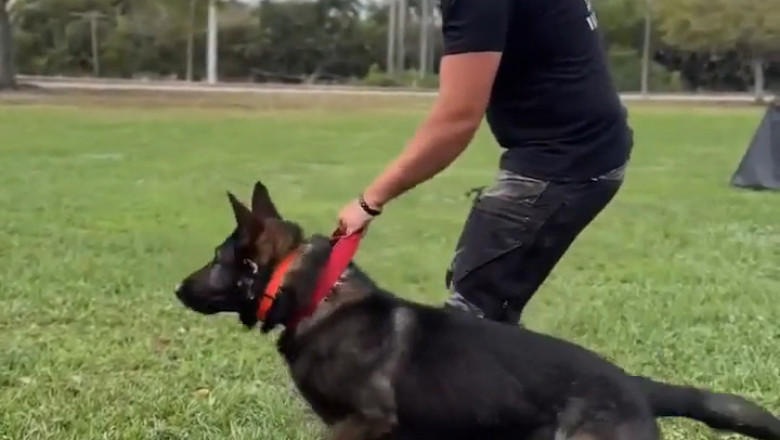 🤯 You Won't Believe What This Shepherd Dog Can Do! (Service Dog Training Demo) 🐕💪