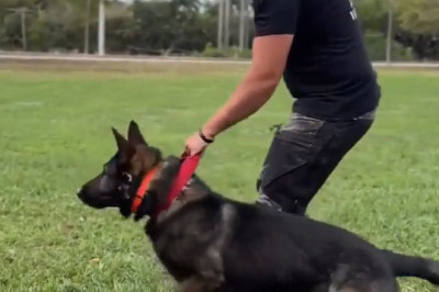 🤯 You Won't Believe What This Shepherd Dog Can Do! (Service Dog Training Demo) 🐕💪