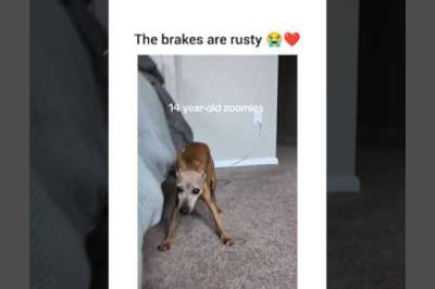 My Dog Tried to Drive... But The Brakes Are Rusty!