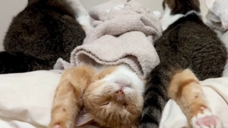 Cats Gone Viral: The Background That Broke the Internet!