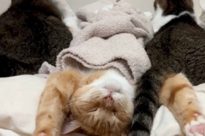 Cats Gone Viral: The Background That Broke the Internet!