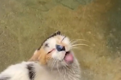 I Recorded My Cat Doing Something NO ONE Should See 🚫🙀 (You Won’t Believe #3!)