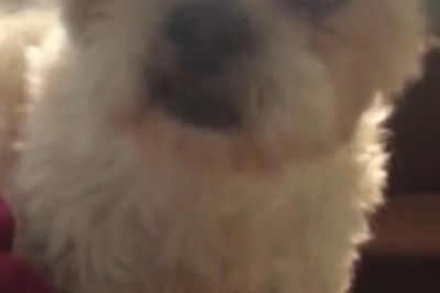 POV: You thought your pet was sleeping... until they did THIS