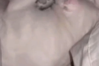 This Cat's Sleep Pose Is So Ridiculous, It Broke The Internet!