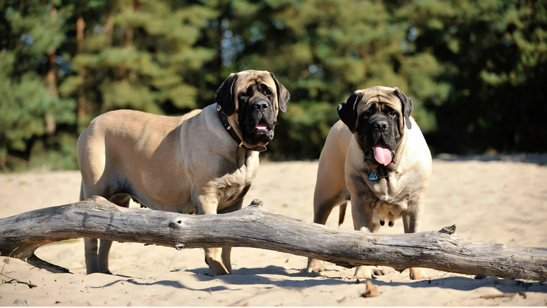 Meet the Wrinkle Champions: 3 Dog Breeds Packed with Folds &amp; Character