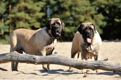 Meet the Wrinkle Champions: 3 Dog Breeds Packed with Folds & Character