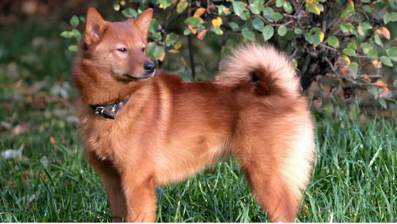 The Finnish Spitz: Meet Finland's Vibrant Red Fox-Like National Dog