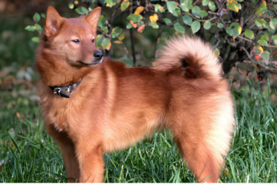 The Finnish Spitz: Meet Finland's Vibrant Red Fox-Like National Dog