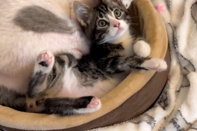 This Cat and Her Baby Will Instantly Brighten Your Day!