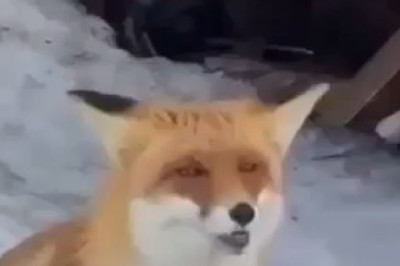 Hungry Fox Walks Up to Humans for Food