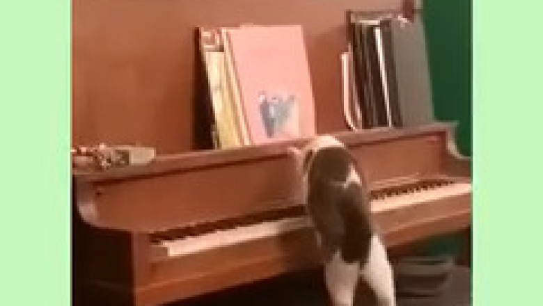 This Cat Plays Piano Better Than Humans?!