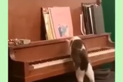 This Cat Plays Piano Better Than Humans?!