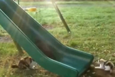 Take Your Cat to the Playground for the Cutest Workout Ever