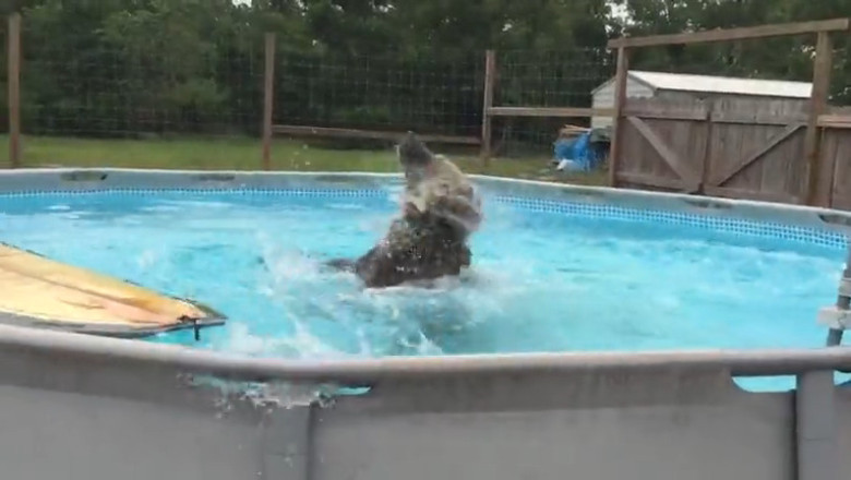This 4-Year-Old Grizzly Bear Is Already Outgrowing His Pool  (You Won’t Believe His Size)
