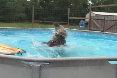 This 4-Year-Old Grizzly Bear Is Already Outgrowing His Pool  (You Won’t Believe His Size)