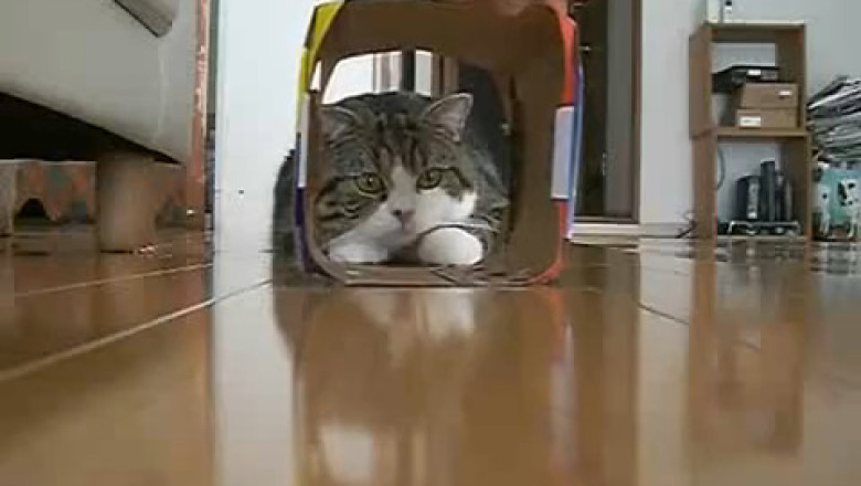 This Cat Only Needs Cardboard to Have the Time of Her Life