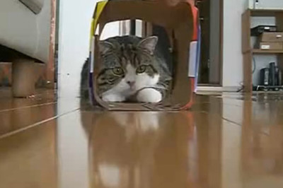 This Cat Only Needs Cardboard to Have the Time of Her Life