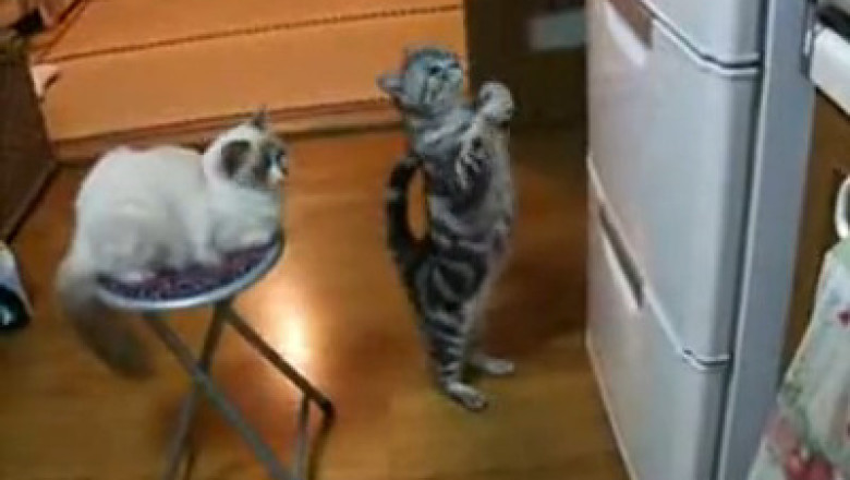 This Cat’s Begging Technique Will Make You Laugh Out Loud  (Japanese Cat Vibes)