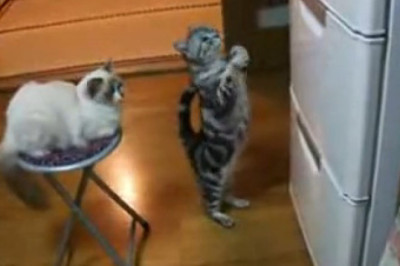 This Cat’s Begging Technique Will Make You Laugh Out Loud  (Japanese Cat Vibes)