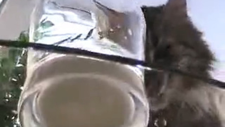 This Cat Sounds Like a Hollywood Voice Actor 🎬🐱 (Is That Even Real?)