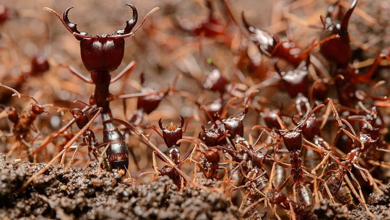 20 Million Ants That Eat Everything Alive (Including Humans)