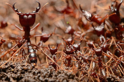 20 Million Ants That Eat Everything Alive (Including Humans)