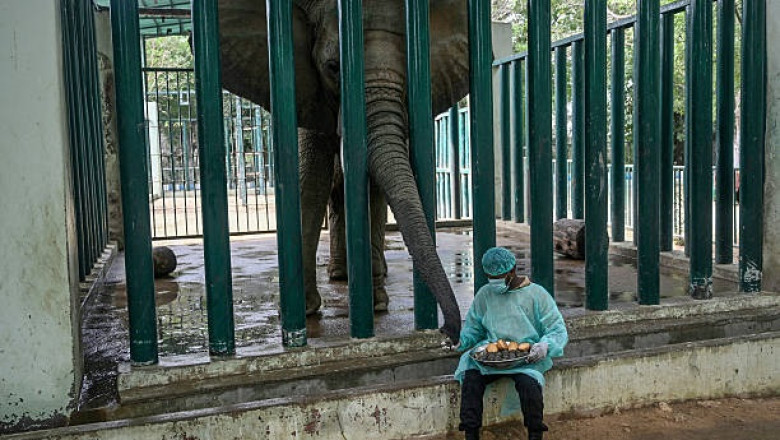 Elephant Milk Is the Perfect Food. Here's Why Nobody Drinks It.