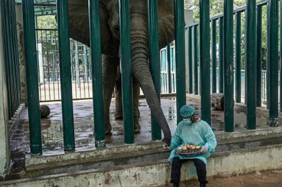 Elephant Milk Is the Perfect Food. Here's Why Nobody Drinks It.