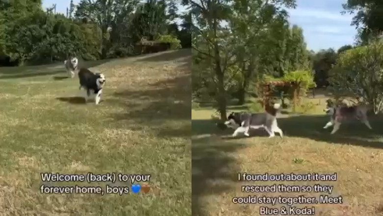 Blue &amp; Koda: Abandoned Huskies Reunited in Their Forever Home