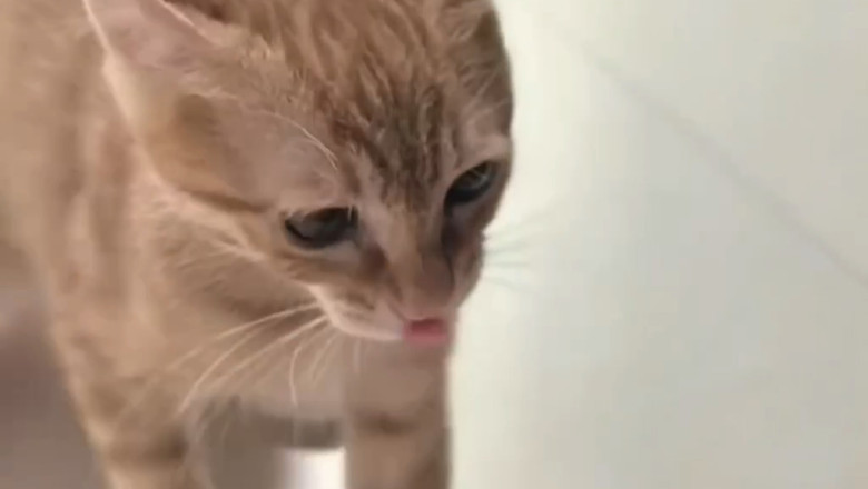Cat Goes Absolutely Wild After Catching the Sweetest Friend