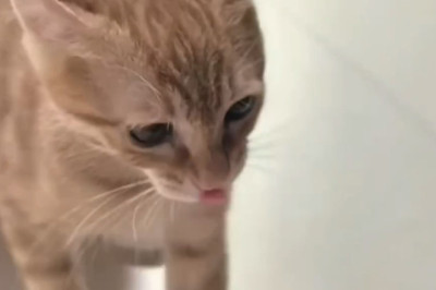 Cat Goes Absolutely Wild After Catching the Sweetest Friend