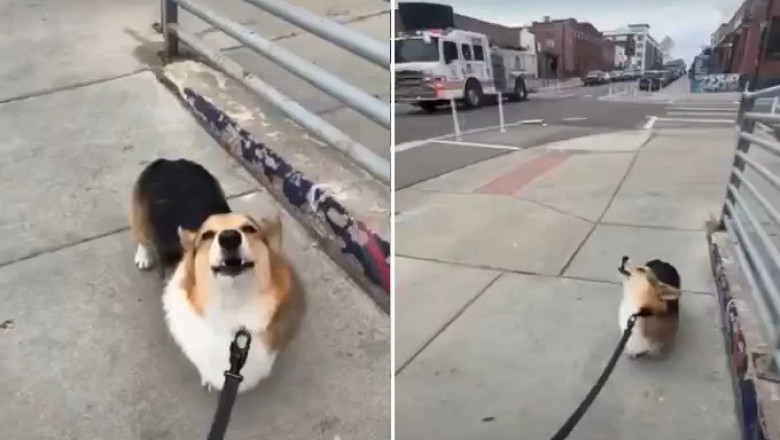 Corgi Stops Mid-Walk to Nail the Perfect Firetruck Impression 🚒🐶