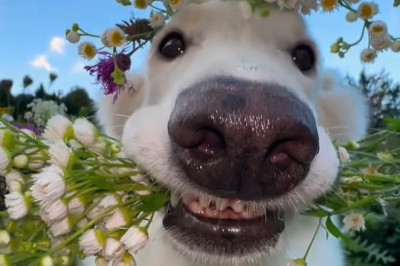 Dog’s Pure Joy Over a Field of Flowers Will Melt Your Heart