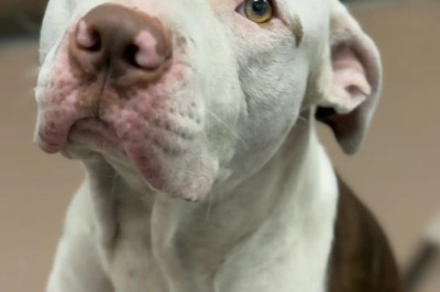 Shelter Dog Refuses To Go Anywhere Without His Emotional Support Stuffies — And It’s Breaking Hearts