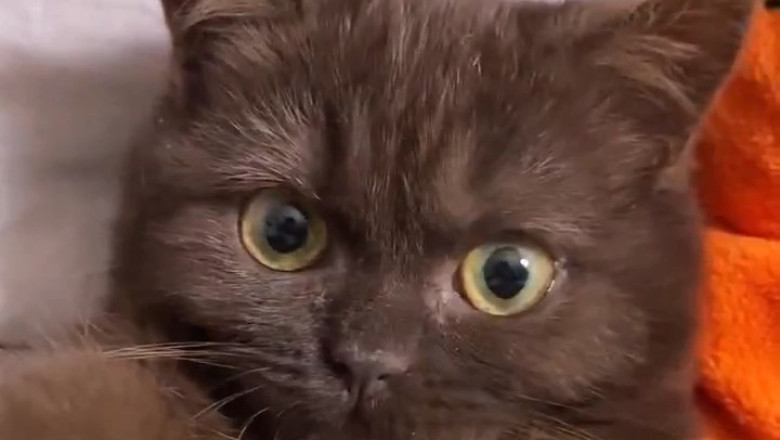 This Beautiful Kitten Is Too Perfect to Be Real